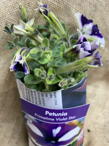 Petunia - Primetime Violet Star